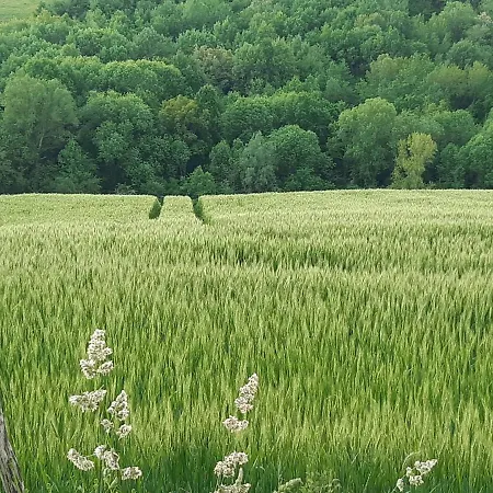 Ferme Beauregard Les Pyrenees Διαμέρισμα Artigat